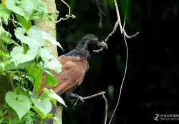 关于?l皯gP楬?饠謣儛?4拸琐;箆4